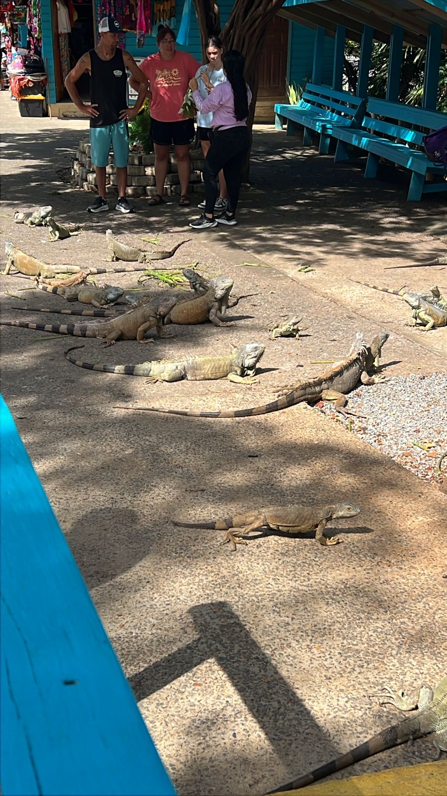 Roatan Iguana Park