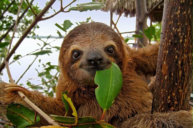 Sloth