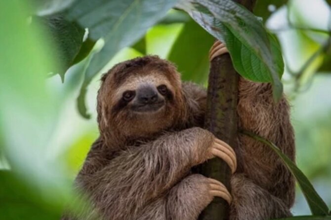 Roatan Animal Sanctuary Wildlife
